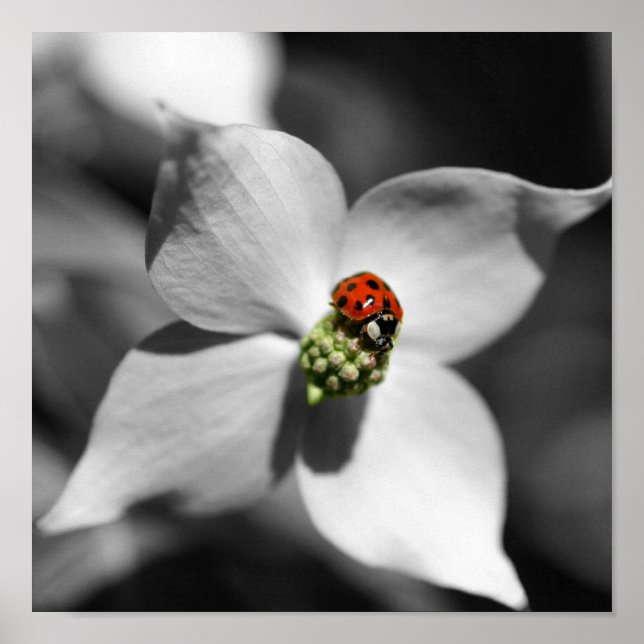 Ladybug på Dogwood Flower Partial Färg Poster (Framsidan)