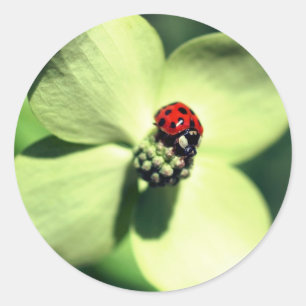 Ladybug på Dogwood Flower Runt Klistermärke