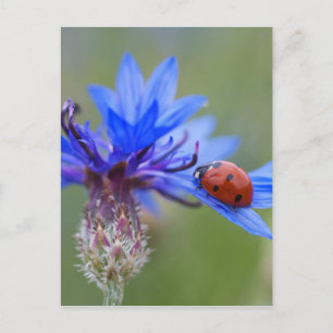 Ladybug på en blå kornblomma vykort