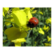 Ladybug på en Gult Flower
