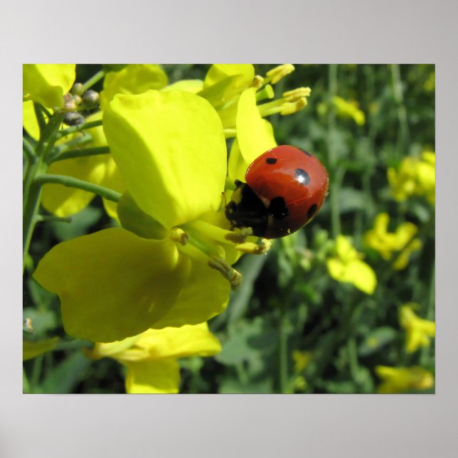 Ladybug på en Gult Flower Poster (Framsidan)