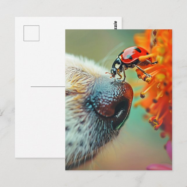 Ladybug på en hund näsa, Postcross Vykort (Fram/baksida)