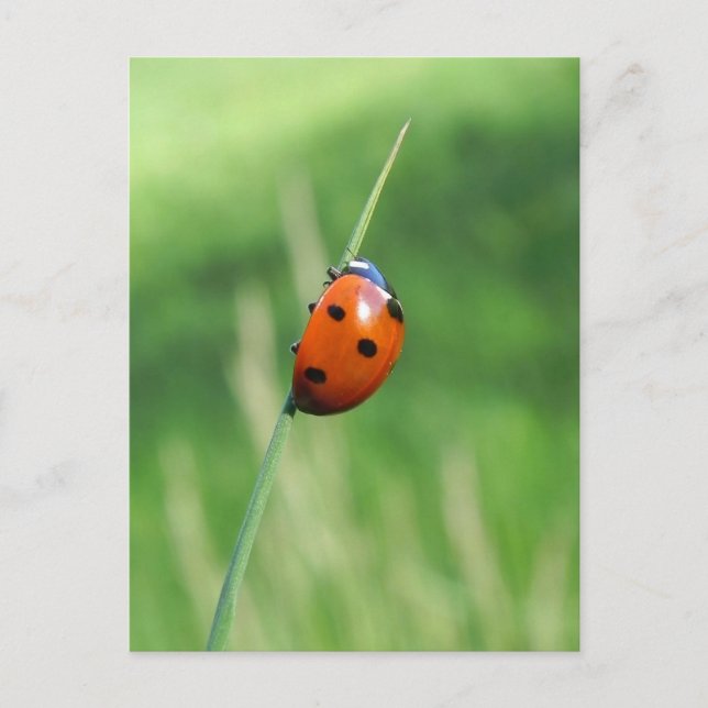 Ladybug på ett blad med vykort för gräs (Framsida)