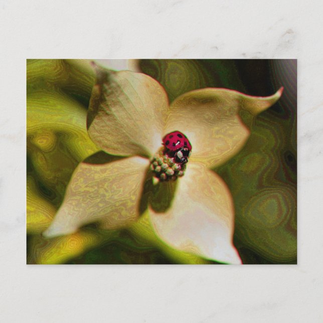 Ladybug på Flower Digital Art Photo Postcard Vykort (Framsida)