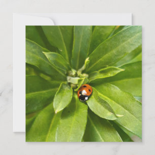 Ladybug på Flowers