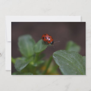 Ladybug på Flowers