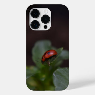 Ladybug på Flowers