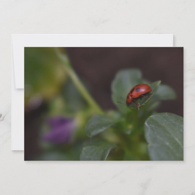 Ladybug på Flowers (Framsida)