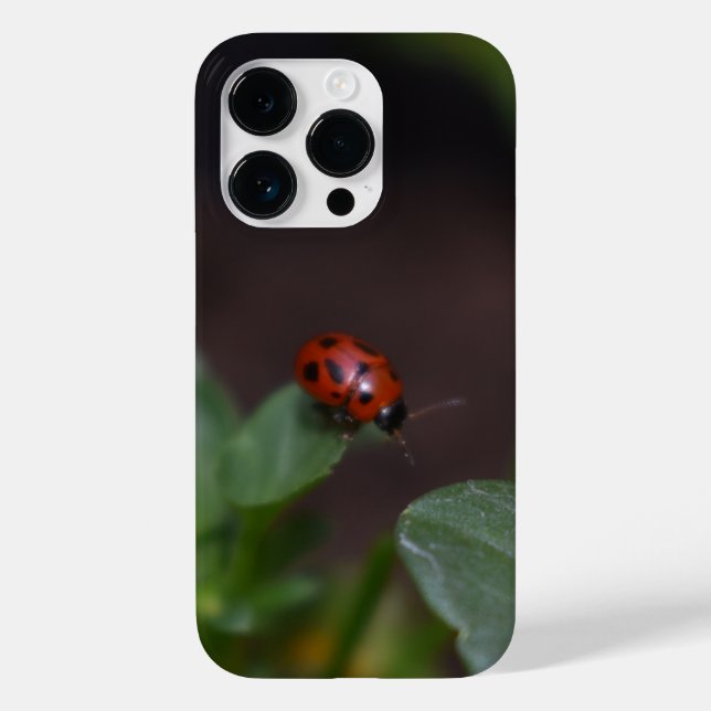 Ladybug på Flowers (Baksida)