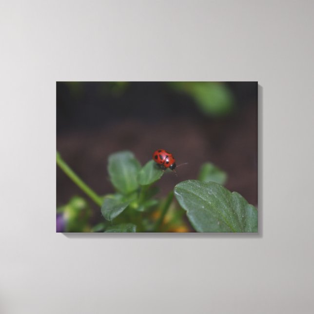 Ladybug på Flowers Canvastryck (Framsida)