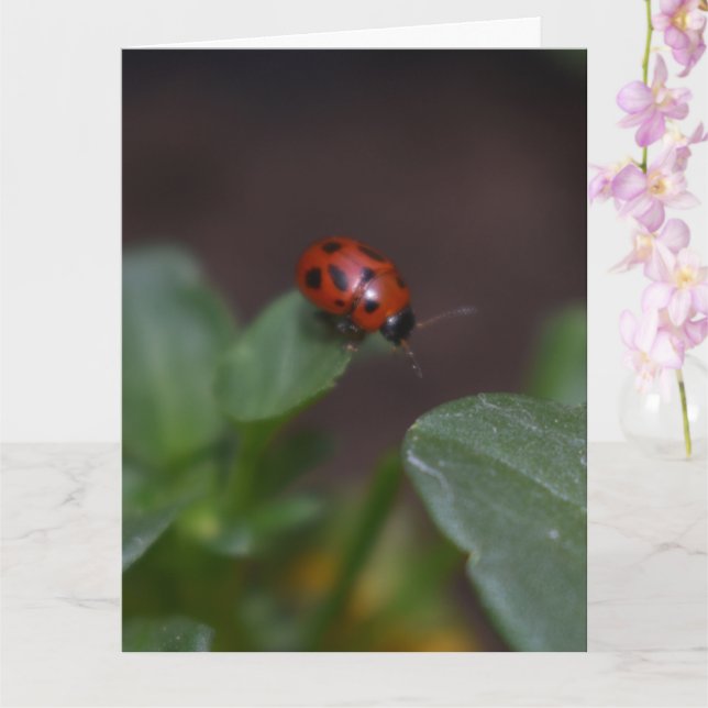 Ladybug på Flowers Kort (Orkide)