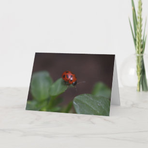 Ladybug på Flowers Kort