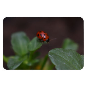Ladybug på Flowers Magnet