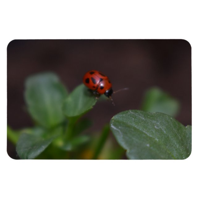 Ladybug på Flowers Magnet (Horisontell)