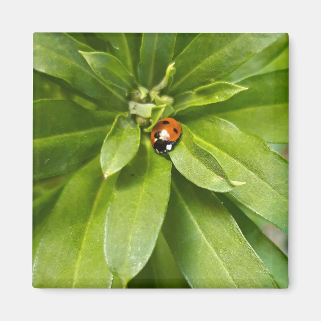 Ladybug på Flowers Magnet (Framsidan)