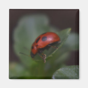 Ladybug på Flowers Magnet