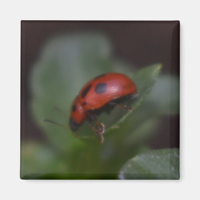 Ladybug på Flowers Magnet (Framsidan)