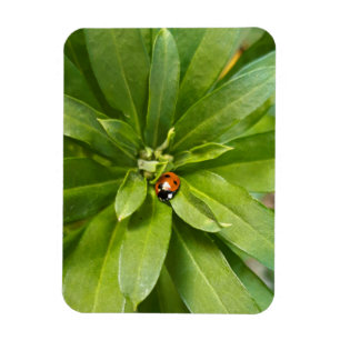 Ladybug på Flowers Magnet