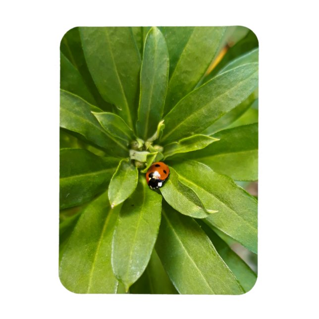 Ladybug på Flowers Magnet (Vertikal)