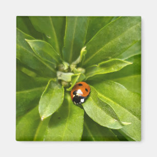 Ladybug på Flowers Magnet