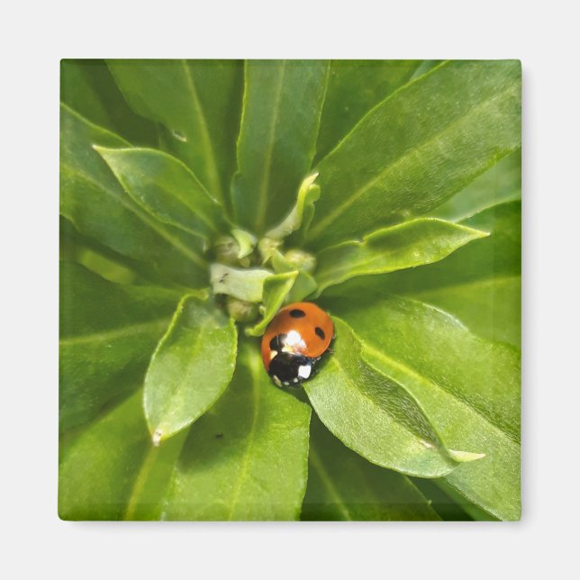 Ladybug på Flowers Magnet (Framsidan)