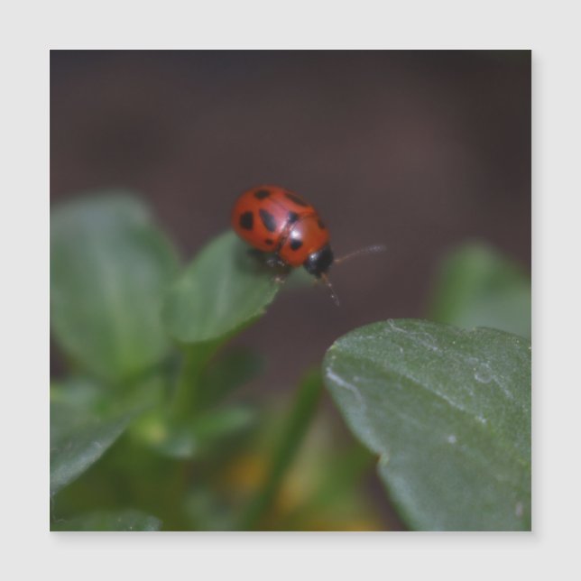 Ladybug på Flowers Magnetic Card (Framsida)