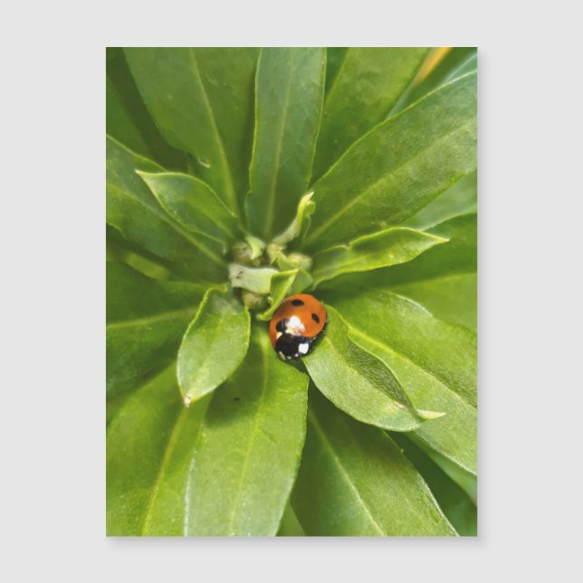 Ladybug på Flowers - Magnetiskt kort (Framsida)