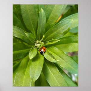 Ladybug på Flowers Poster