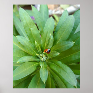 Ladybug på Flowers Poster