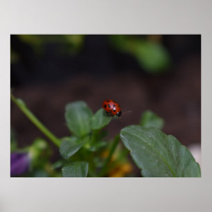 Ladybug på Flowers Poster