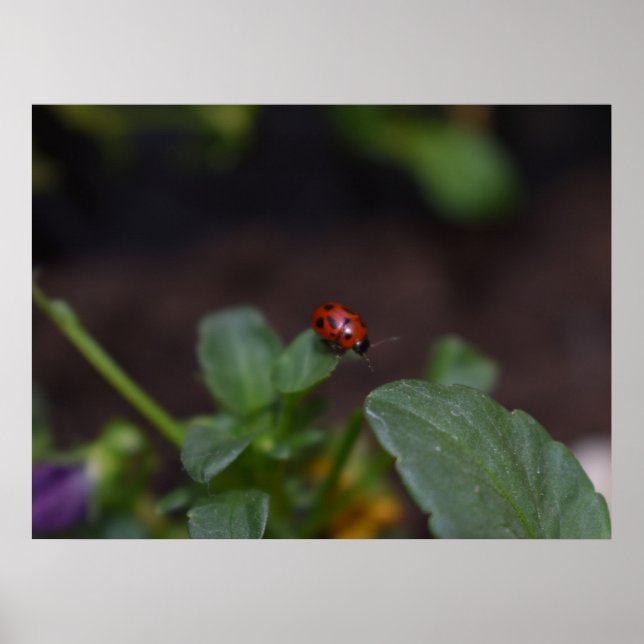 Ladybug på Flowers Poster (Framsidan)
