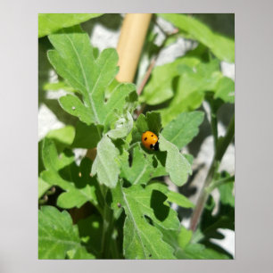 Ladybug på Flowers Poster