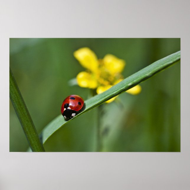 Ladybug på Grass-stängning Poster (Framsidan)