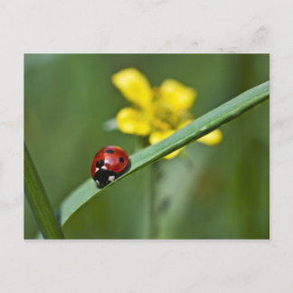 Ladybug på Grass-stängning Vykort