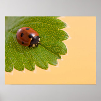 Ladybug på Grönt Löv Poster