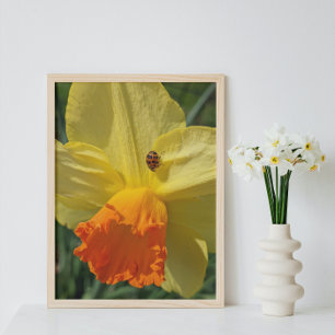 Ladybug på Gult Daffodil Blommigt Fototryck
