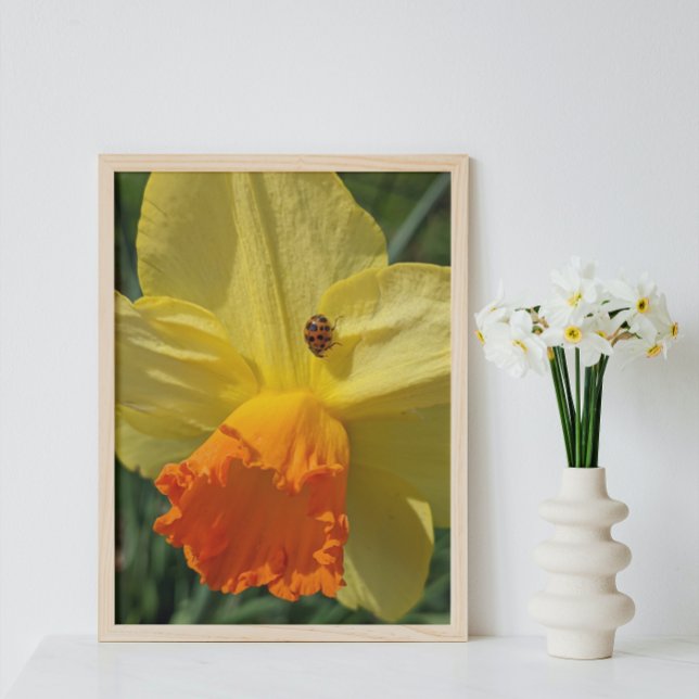 Ladybug på Gult Daffodil Blommigt Fototryck (In Situ Framed)