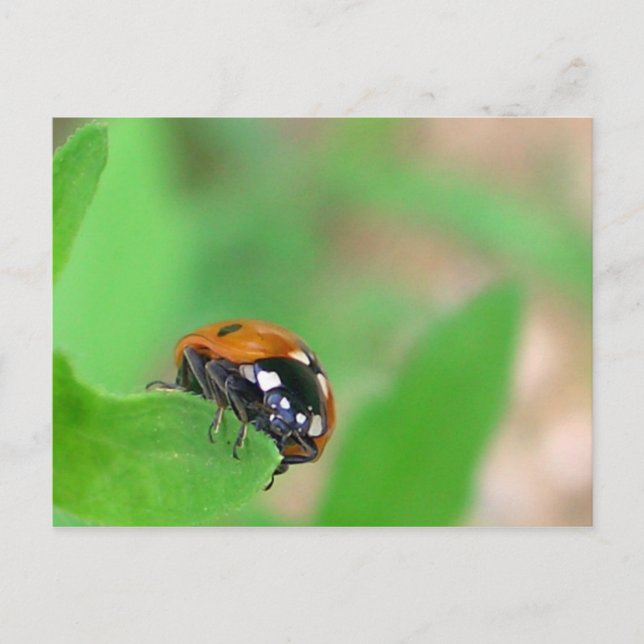 Ladybug på kant vykort (Framsida)