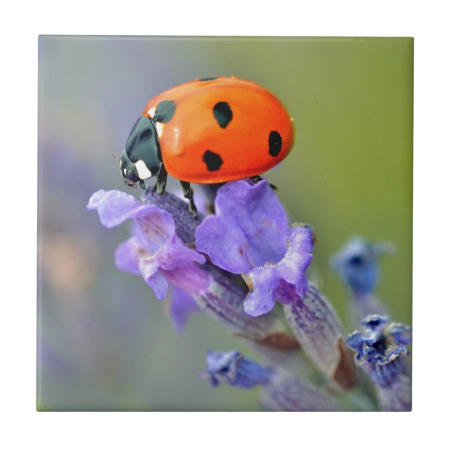 Ladybug på lavenderblomma kakelplatta (Framsidan)