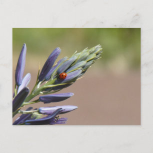 Ladybug på Lila Flower DIY Postcard Helg Vykort