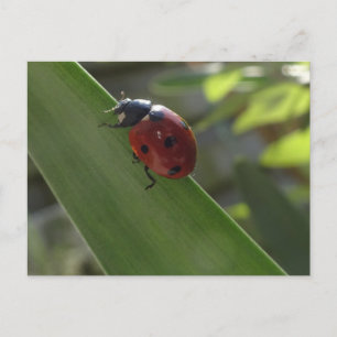 Ladybug på Löv DIY-vykort Vykort
