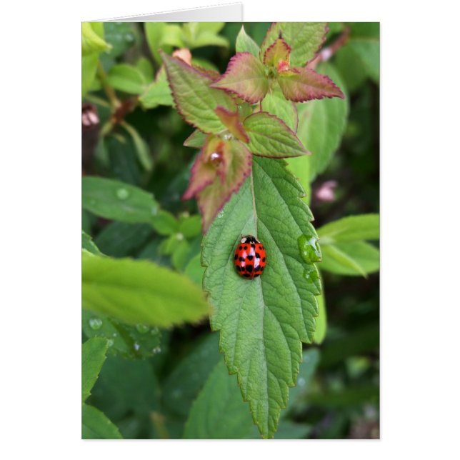 ladybug på löv hälsningskort (Framsidan)