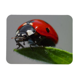 Ladybug på Löv Magnet
