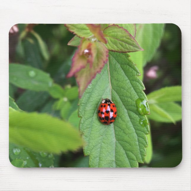 ladybug på löv musmatta (Framsidan)