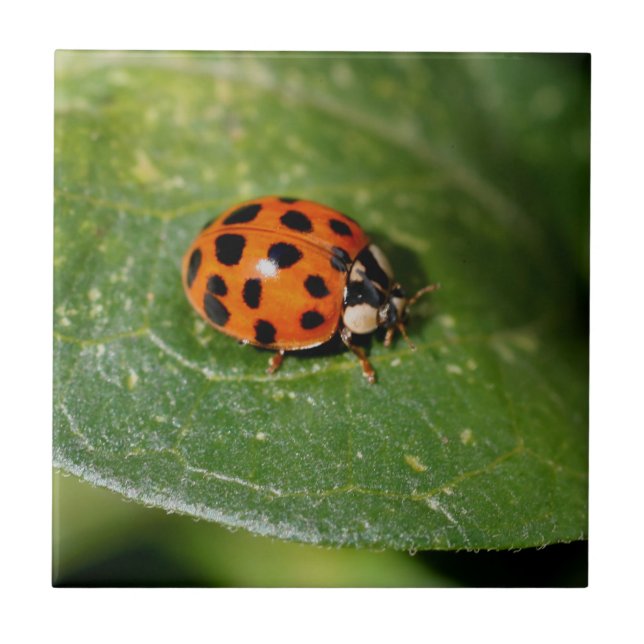 Ladybug på Löv natur Kakelplatta (Framsidan)
