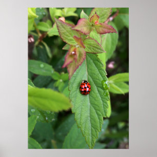 ladybug på löv poster