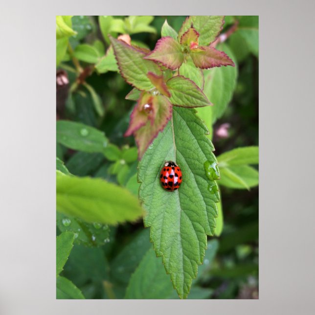 ladybug på löv poster (Framsidan)