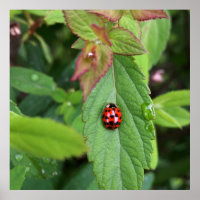 ladybug på löv