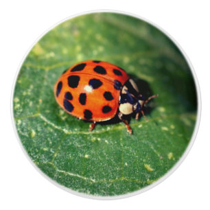 Ladybug på Löv stäng upp Knopp