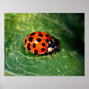 Ladybug på Löv stäng upp Poster